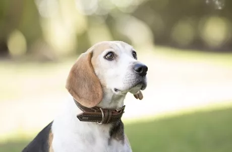 Hundeleinen und Halsbänder — alsa-hundewelt