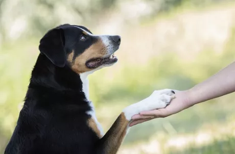 Hundeerziehung Zubehör — alsa-hundewelt