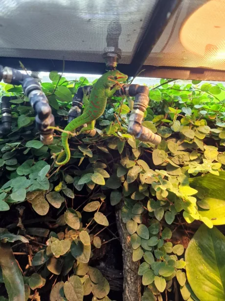 Gekko, Stor daggekko "Phelsuma - dba.dk - Køb og Salg af Nyt og Brugt