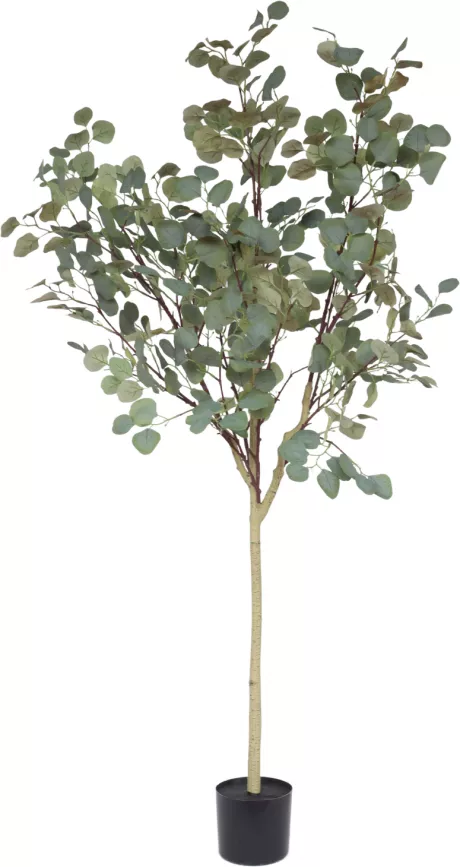 Eucalyptus Kunstboom 160cm | Gratis Levering | PrettyPlants