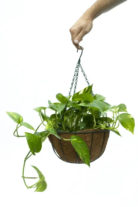 Planta "Potus" en maceta colgante