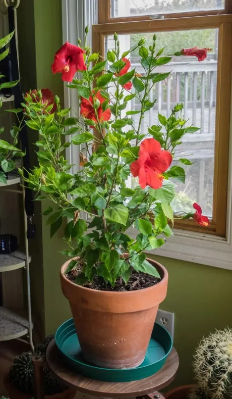 Planta "Clavel" en maceta